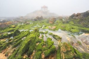 Onde Vender Pedra Do Fel Do Boi: Encontre os Melhores Mercados para Vender Pedra Do Fel Do Boi!